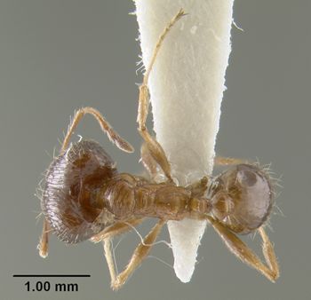 Media type: image;   Entomology 17003 Aspect: habitus dorsal view